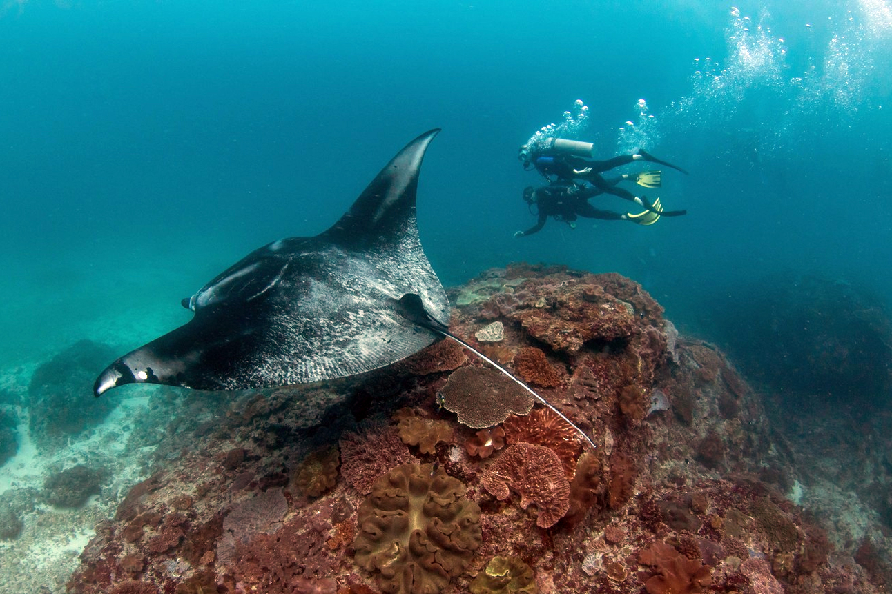 Diving with manta rays